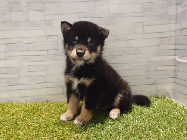 新潟県の柴犬(標準サイズ) (アミーゴ新発田店/2026年7月21日生まれ/男の子/黒)の子犬の2枚目の画像