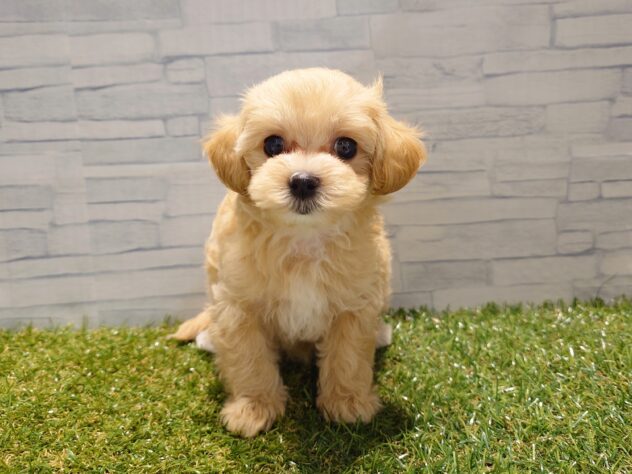 新潟県のハーフ犬・ミックス犬 (アミーゴ新発田店/2026年7月12日生まれ/男の子/アプリコット)の子犬の1枚目の画像
