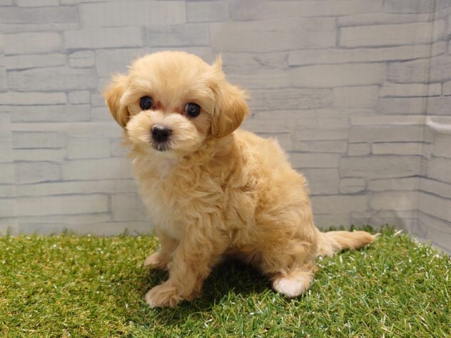 新潟県のハーフ犬・ミックス犬 (アミーゴ新発田店/2026年7月12日生まれ/男の子/アプリコット)の子犬の2枚目の画像