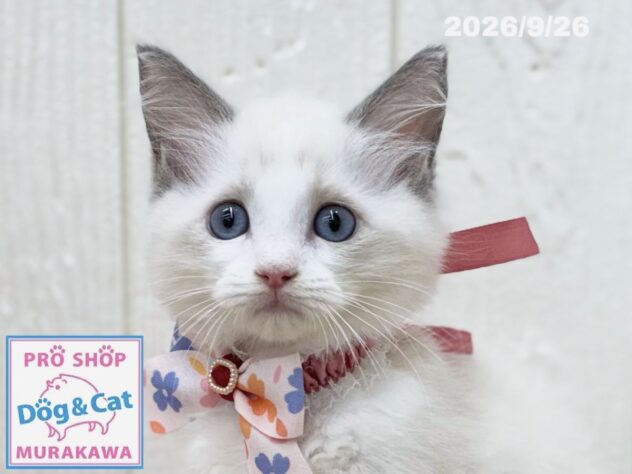広島県のラグドール (アミーゴ大町店/2026年7月20日生まれ/女の子/ブルーポイントバイカラー)の子猫の1枚目の画像