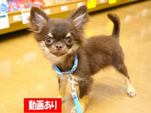 兵庫県のチワワ(ロング) (ペット・プラザ アミーゴ三田店/2026年4月14日生まれ/男の子/チョコレートタン)の子犬の1枚目の画像
