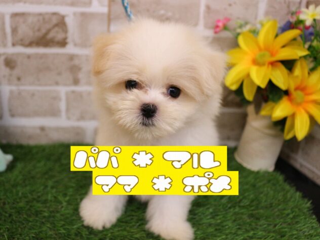 兵庫県のハーフ犬・ミックス犬 (ペット・プラザ アミーゴ神戸西店/2026年7月22日生まれ/男の子/クリームホワイト)の子犬の1枚目の画像