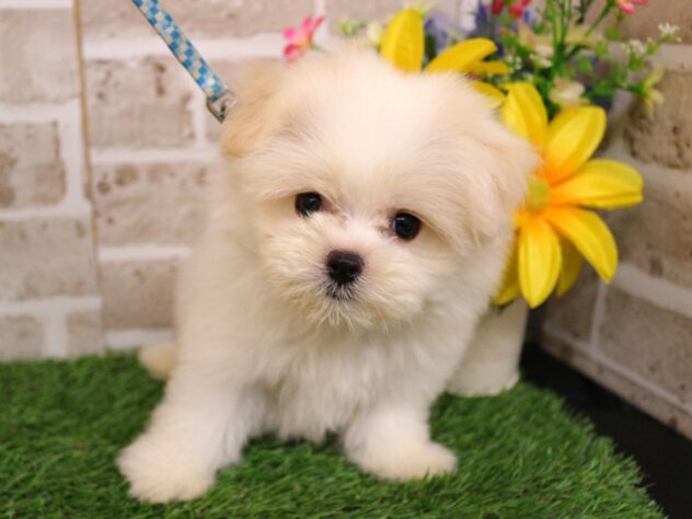 兵庫県のハーフ犬・ミックス犬 (ペット・プラザ アミーゴ神戸西店/2026年7月22日生まれ/男の子/クリームホワイト)の子犬の3枚目の画像