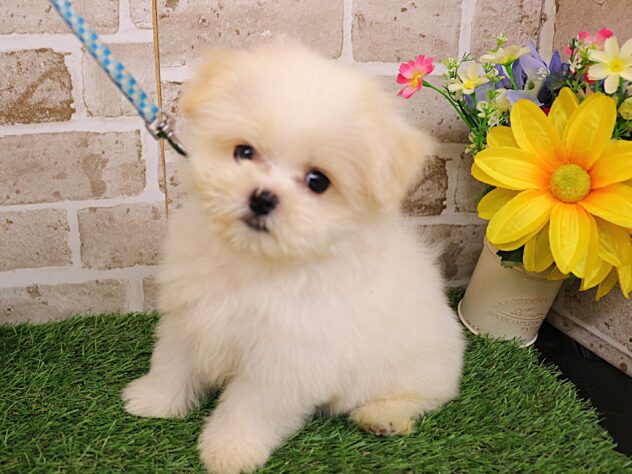 兵庫県のハーフ犬・ミックス犬 (ペット・プラザ アミーゴ神戸西店/2026年7月22日生まれ/男の子/クリームホワイト)の子犬の2枚目の画像