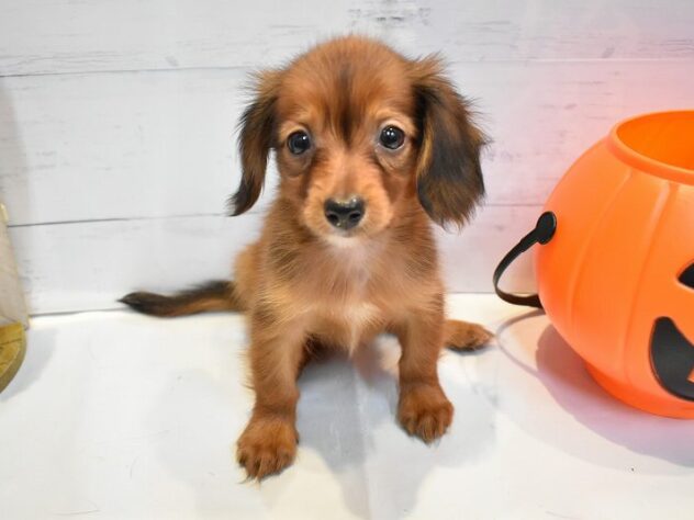 大阪府のハーフ犬・ミックス犬 (ペット・プラザ アミーゴ豊中服部店/2026年7月26日生まれ/男の子/レッド)の子犬の2枚目の画像