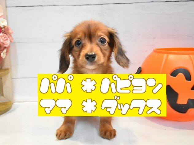 大阪府のハーフ犬・ミックス犬 (ペット・プラザ アミーゴ豊中服部店/2026年7月26日生まれ/男の子/レッド)の子犬の1枚目の画像