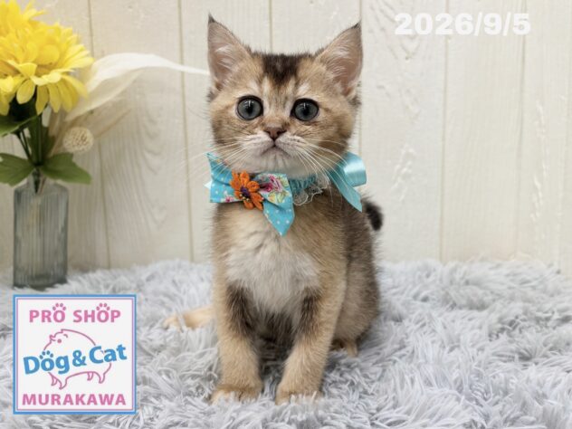 広島県のブリティッシュショートヘアー (アミーゴ大町店/2026年7月6日生まれ/男の子/ブラウンティックドタビー)の子猫の3枚目の画像