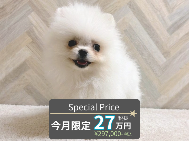 岡山県のポメラニアン (アミーゴ水島店/2026年7月22日生まれ/女の子/クリーム)の子犬の1枚目の画像
