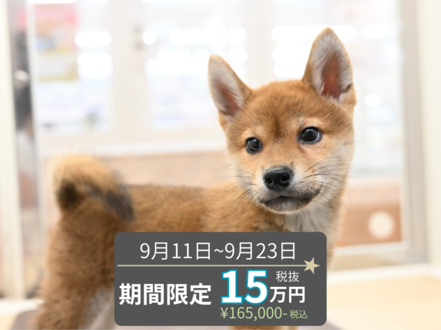 岡山県の柴犬(標準サイズ) (アミーゴ水島店/2026年7月5日生まれ/男の子/赤)の子犬の1枚目の画像