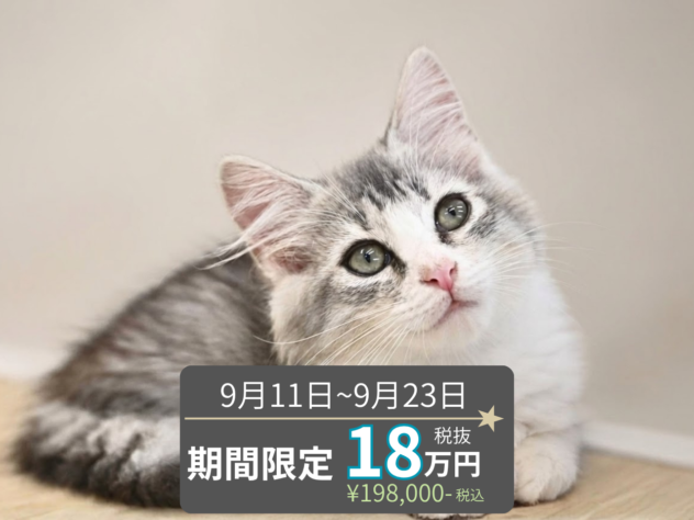 岡山県のノルウェージャンフォレストキャット (アミーゴ水島店/2026年7月19日生まれ/女の子/シルバータビーホワイト)の子猫の1枚目の画像