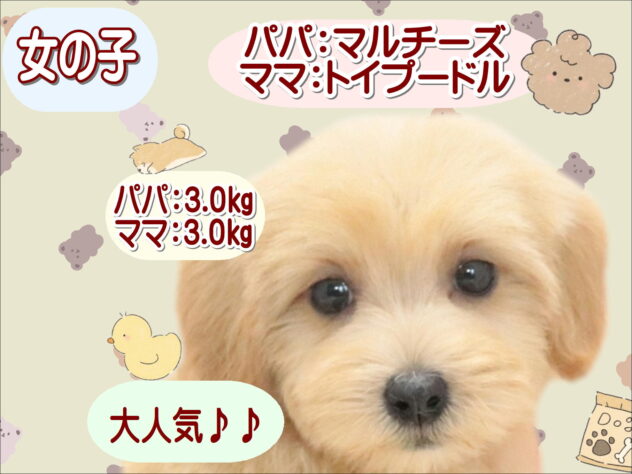 大阪府のハーフ犬・ミックス犬 (アミーゴ鳳店/2026年7月27日生まれ/女の子/アプリコット)の子犬の1枚目の画像