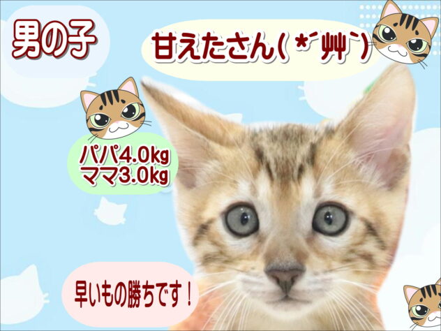 大阪府のベンガル (アミーゴ鳳店/2026年7月5日生まれ/男の子/ブラウンスポットタビー)の子猫の1枚目の画像