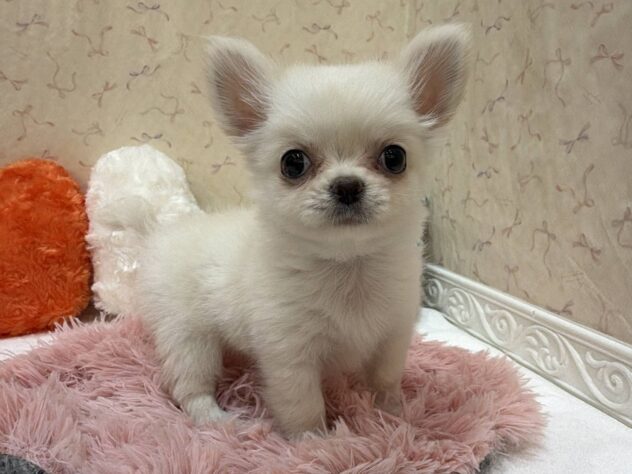 福島県のチワワ(ロング) (アミーゴ本宮店/2026年6月29日生まれ/女の子/クリーム)の子犬
