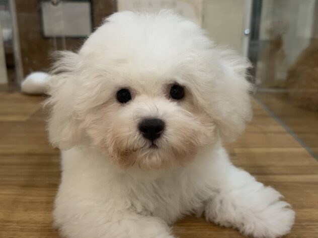 福島県のビションフリーゼ (アミーゴ本宮店/2026年5月12日生まれ/女の子/ホワイト)の子犬