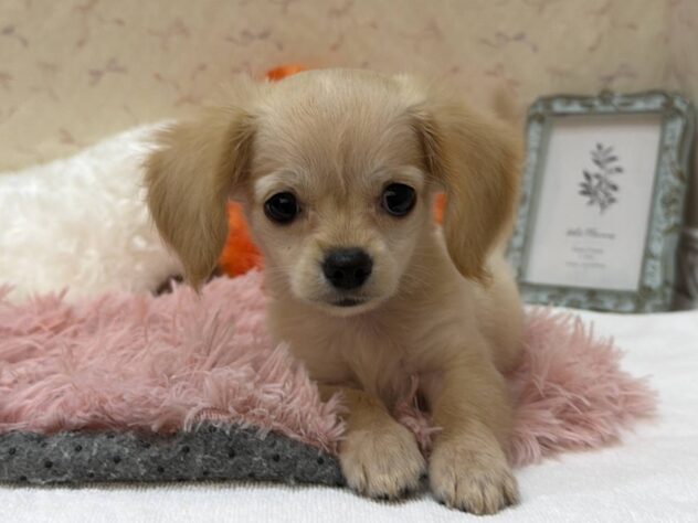 福島県のハーフ犬・ミックス犬 (アミーゴ本宮店/2026年6月8日生まれ/女の子/クリーム)の子犬