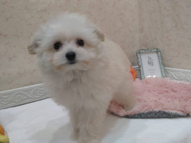 福島県のハーフ犬・ミックス犬 (アミーゴ本宮店/2026年7月7日生まれ/男の子/アプリコット)の子犬