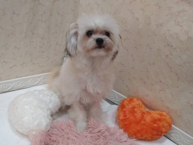 福島県のハーフ犬・ミックス犬 (アミーゴ本宮店/2026年2月1日生まれ/男の子/ゴールドホワイト)の子犬の2枚目の画像