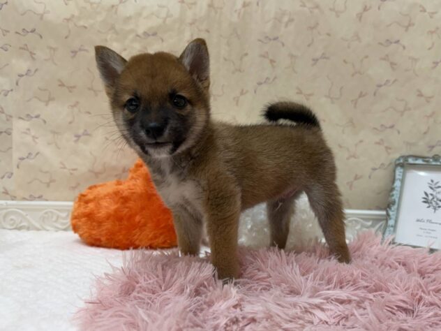 福島県の柴犬(標準サイズ) (アミーゴ本宮店/2026年6月29日生まれ/男の子/赤)の子犬