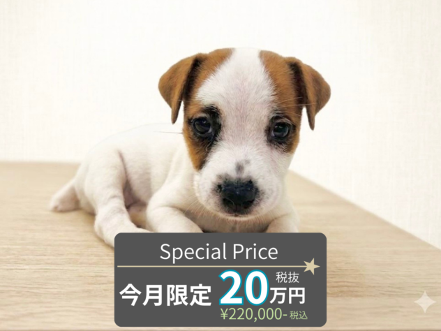 岡山県のジャックラッセルテリア (アミーゴ水島店/2026年7月18日生まれ/男の子/タンホワイト)の子犬の1枚目の画像