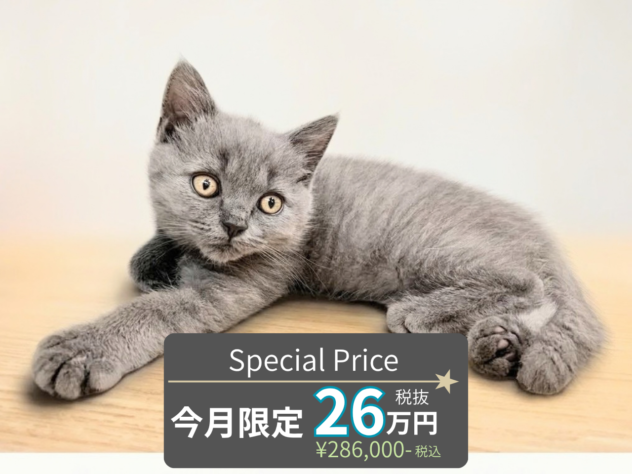 岡山県のブリティッシュショートヘアー (アミーゴ水島店/2026年7月28日生まれ/女の子/ブルー)の子猫の1枚目の画像
