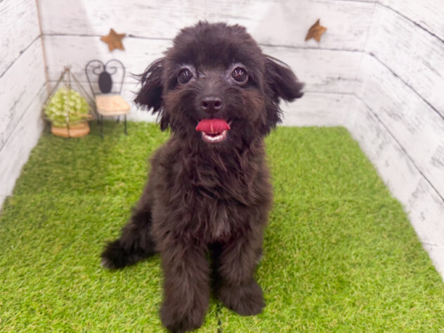愛知県のハーフ犬・ミックス犬 (アミーゴ知立店/2026年4月5日生まれ/女の子/01 ブラック系)の子犬の1枚目の画像