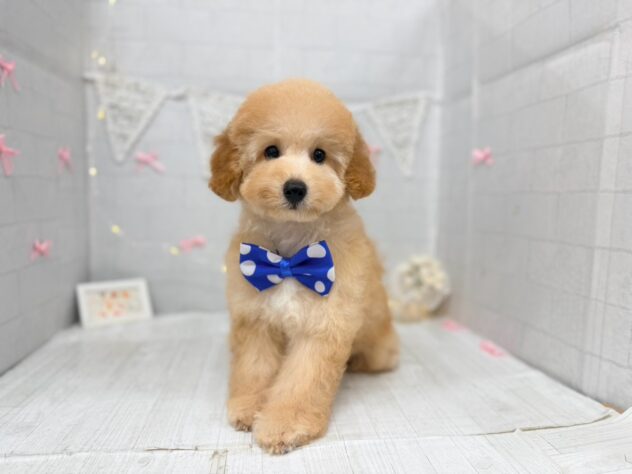 香川県のハーフ犬・ミックス犬 (ワンキャラット アミーゴ屋島店/2026年6月6日生まれ/女の子/アプリコット)の子犬の4枚目の画像