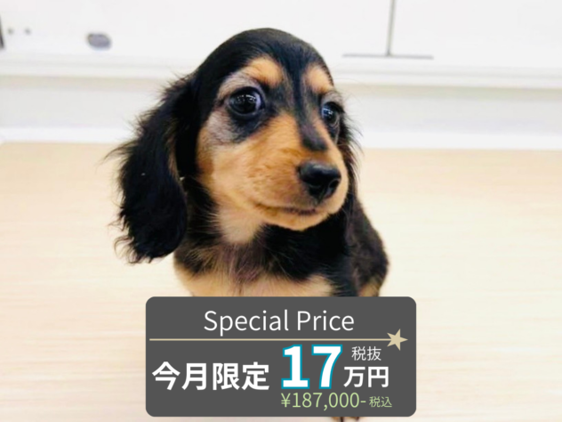 岡山県のカニンヘンダックスフンド(ロング) (アミーゴ水島店/2026年7月19日生まれ/男の子/ブラックタン)の子犬の1枚目の画像
