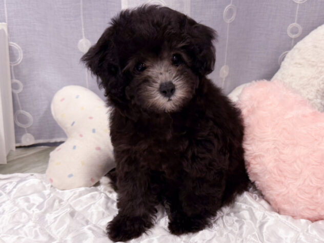 愛知県のトイプードル(トイ) (アミーゴ知立店/2026年7月21日生まれ/女の子/グレー)の子犬の2枚目の画像