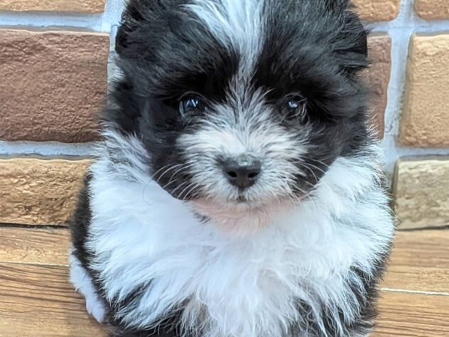 福島県のハーフ犬・ミックス犬 (アミーゴ福島南店/2026年7月13日生まれ/女の子/ブラックホワイト)の子犬