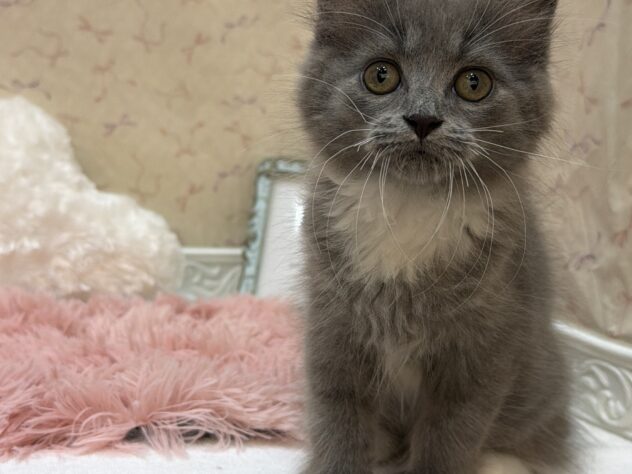 福島県のラガマフィン (アミーゴ本宮店/2026年7月1日生まれ/男の子/ブルータビーホワイト)の子猫