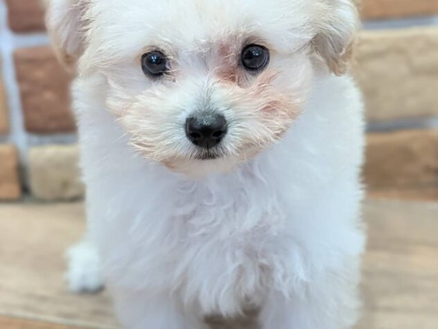 福島県のハーフ犬・ミックス犬 (アミーゴ福島南店/2026年7月7日生まれ/男の子/アプリコット)の子犬