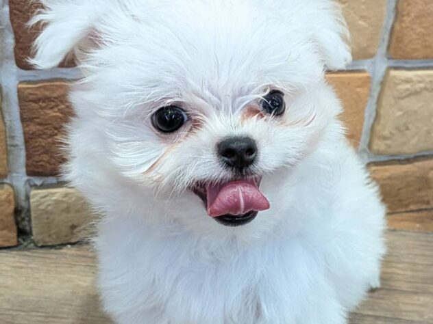 福島県のハーフ犬・ミックス犬 (アミーゴ福島南店/2026年6月30日生まれ/男の子/ホワイト)の子犬