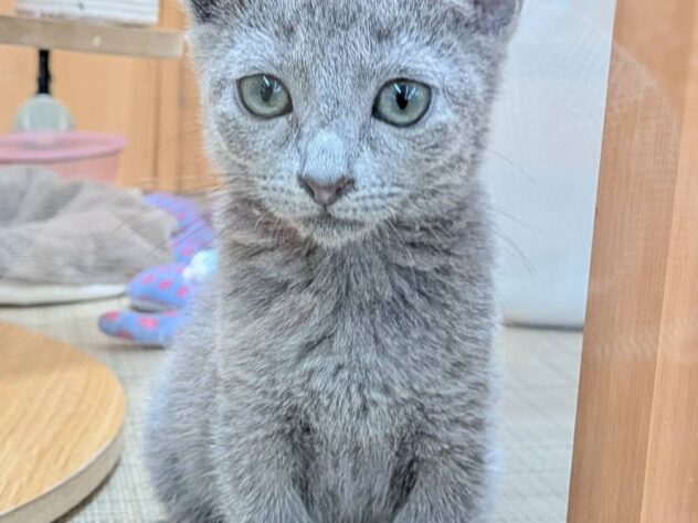 福島県のロシアンブルー (アミーゴ福島南店/2026年7月21日生まれ/女の子/ブルー)の子猫