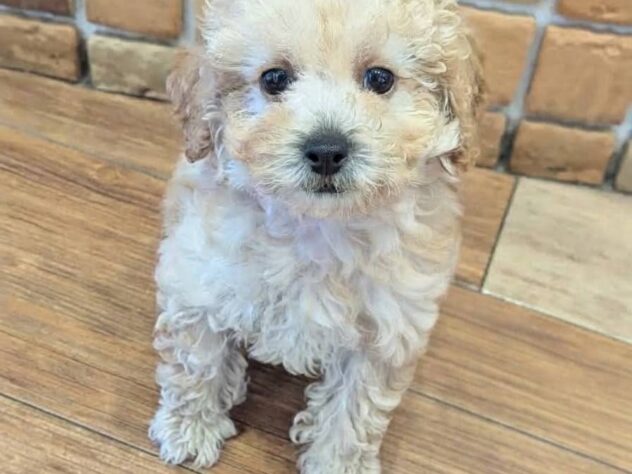 福島県のトイプードル(トイ) (アミーゴ福島南店/2026年7月13日生まれ/男の子/クリーム)の子犬