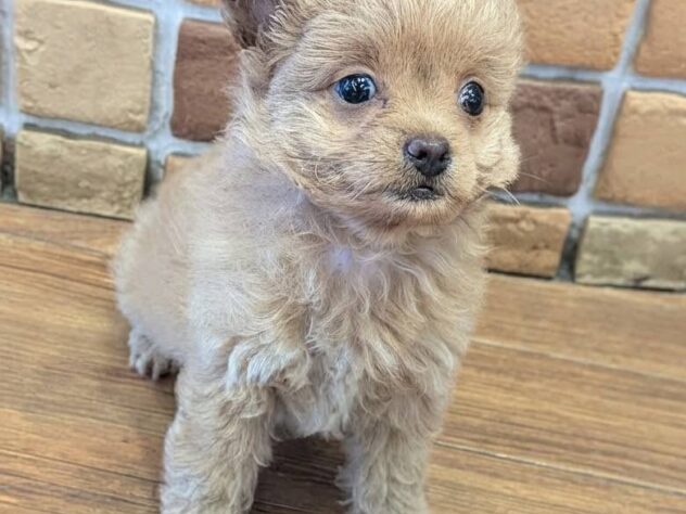 福島県のハーフ犬・ミックス犬 (アミーゴ福島南店/2026年7月28日生まれ/女の子/アプリコット)の子犬