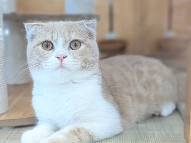 福島県のスコティッシュフォールド (アミーゴ福島南店/2026年4月29日生まれ/女の子/クリームタビーホワイト)の子猫