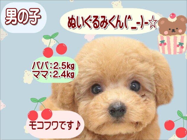 大阪府のトイプードル(トイ) (アミーゴ鳳店/2026年7月21日生まれ/男の子/アプリコット)の子犬の1枚目の画像