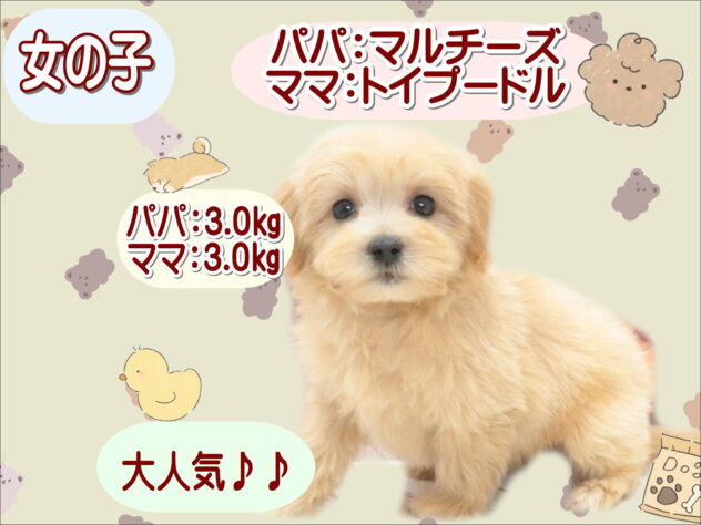 大阪府のハーフ犬・ミックス犬 (アミーゴ鳳店/2026年7月27日生まれ/女の子/アプリコット)の子犬の1枚目の画像