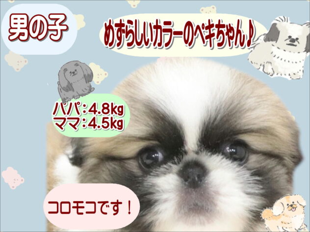 大阪府のペキニーズ (アミーゴ鳳店/2026年6月30日生まれ/男の子/パーティーカラー)の子犬の1枚目の画像