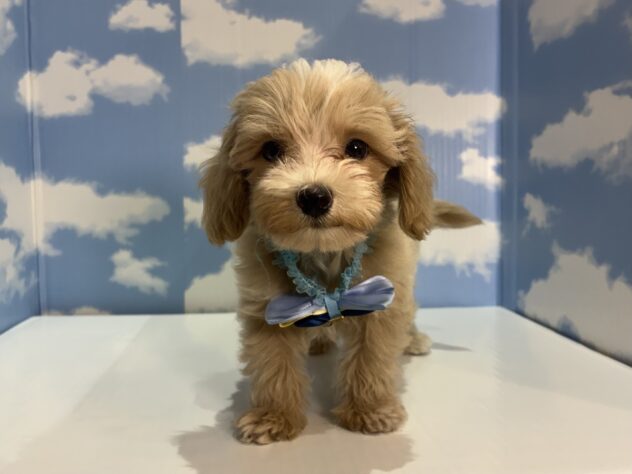 山形県のハーフ犬・ミックス犬 (アミーゴ山形南店/2026年7月12日生まれ/男の子/アプリコット)の子犬の1枚目の画像