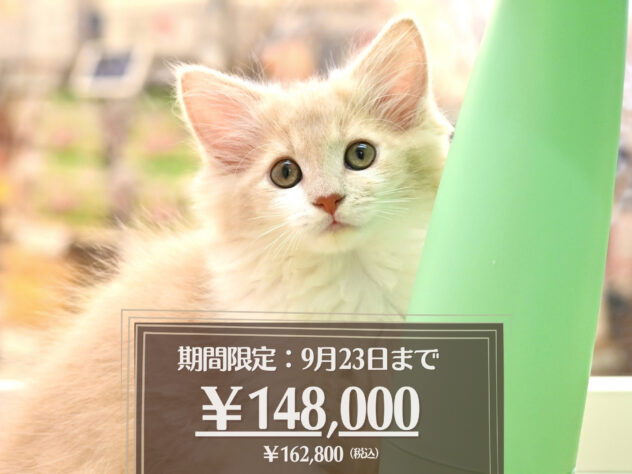 岡山県のメインクーン (アミーゴ大安寺店/2026年4月28日生まれ/女の子/クリームタビーホワイト)の子猫の1枚目の画像