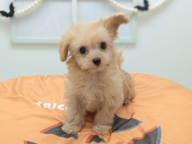 福島県のハーフ犬・ミックス犬 (アミーゴ会津若松店/2026年7月22日生まれ/女の子/アプリコット)の子犬の2枚目の画像