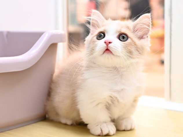 岡山県のマンチカン (アミーゴ大安寺店/2026年7月16日生まれ/女の子/クリームタビーホワイト)の子猫の3枚目の画像