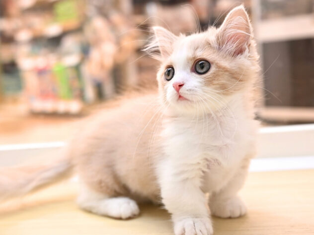 岡山県のマンチカン (アミーゴ大安寺店/2026年7月16日生まれ/女の子/クリームタビーホワイト)の子猫の4枚目の画像