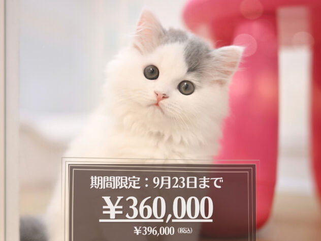 岡山県のラガマフィン (アミーゴ大安寺店/2026年3月10日生まれ/女の子/ブルータビーホワイトバン)の子猫の1枚目の画像