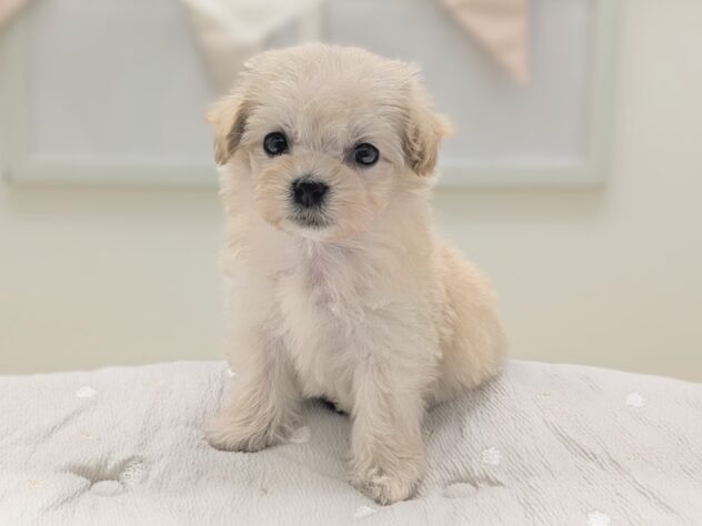 福島県のハーフ犬・ミックス犬 (アミーゴ会津若松店/2026年7月11日生まれ/女の子/アプリコット)の子犬の2枚目の画像