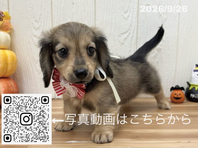 広島県のミニチュアダックスフンド(ロング) (アミーゴ大町店/2026年7月29日生まれ/女の子/レッド)の子犬の3枚目の画像
