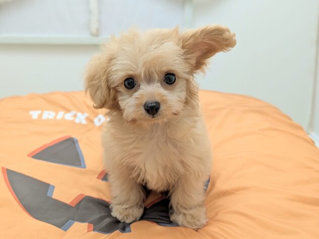 福島県のハーフ犬・ミックス犬 (アミーゴ会津若松店/2026年7月22日生まれ/女の子/アプリコット)の子犬の1枚目の画像