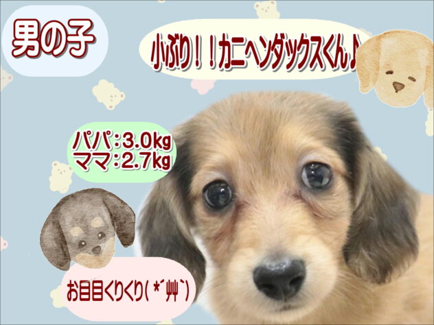 大阪府のカニンヘンダックスフンド(ロング) (アミーゴ鳳店/2026年7月14日生まれ/男の子/シェーデットイエロー)の子犬の1枚目の画像