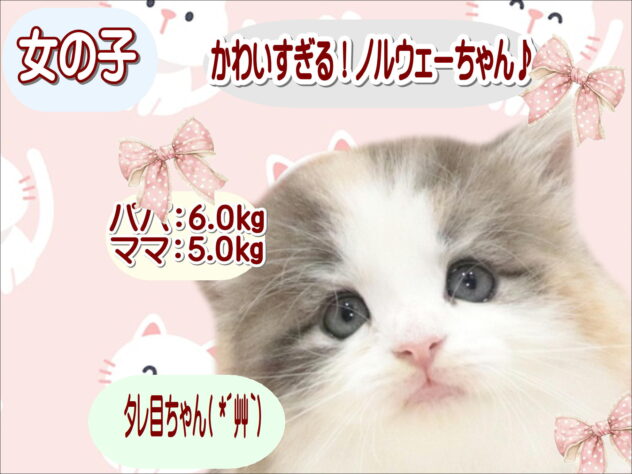 大阪府のノルウェージャンフォレストキャット (アミーゴ鳳店/2026年7月22日生まれ/女の子/シルバーパッチドタビーホワイト)の子猫の1枚目の画像